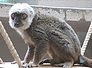 lemur